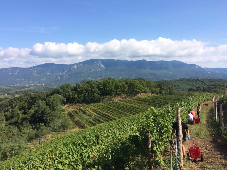 Kraljic - Primoz Cotar Dornberk Exterior foto